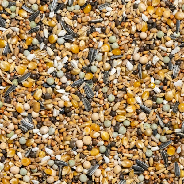 Natural Fancy pigeon mixture with small maize