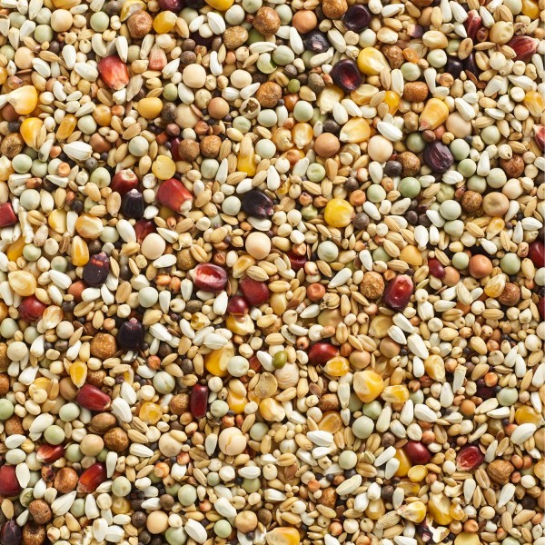 Natural Finesse Breeding & Youngsters