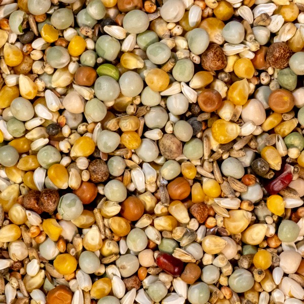 Natural Maxi Youngsters 3M Popcorn